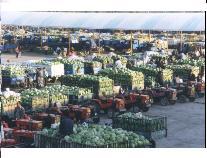 巴彥淖爾四季青 塞上糧倉的農副產品集散樞紐