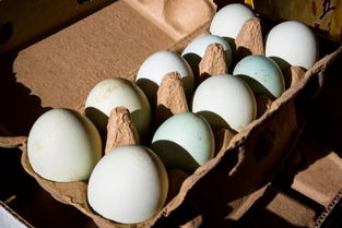 愛心匯聚，攜手同行——為大興鄉支前村農副產品開拓新銷路